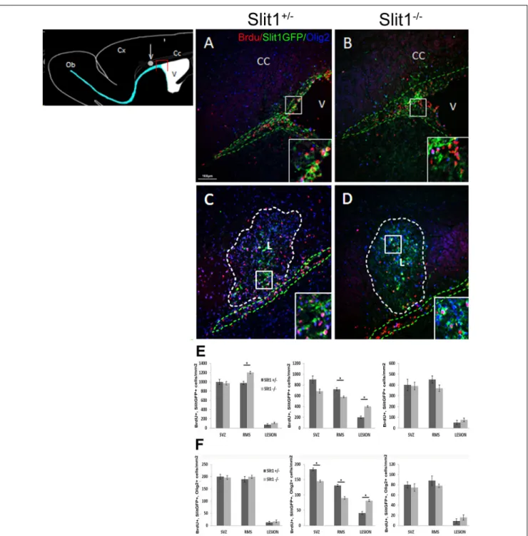 FIGURE 5 | Recruitment of the SVZ-derived progeny by the LPC-induced lesion of the corpus callosum at 6 dpi