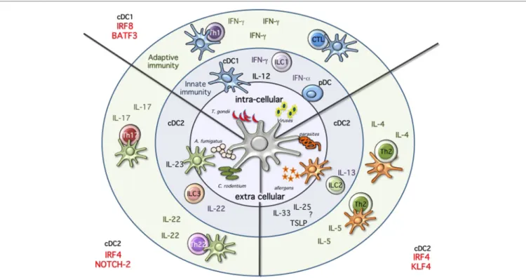 FiGURe 2 | immune modules dendritic cells will sense the environment and start the immune response by producing cytokines, activating innate  immune cells, and priming T cells