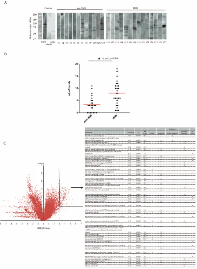 Figure 3. Polyclonal autoantibodies of IgG isotype are responsible for the malaria related pattern