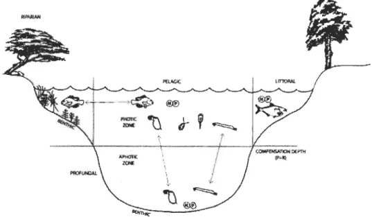 Figure 1.2  Schéma d' un lac stratifié des régions tempérées incluant les organismes et  leurs  différentes  interactions  reliant  les  différentes  chaînes  alimentaires  (Source: Schindler et Scheuerell, 2002)