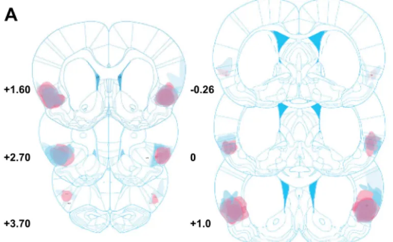 Fig. 2 Schematic and histological illustration of bilateral anterior insular lesions. a Histological analysis of the extent of bilateral excitotoxic AIC lesions of rats included in experiment 1 (pink shades) and experiment 2 (blue shades)