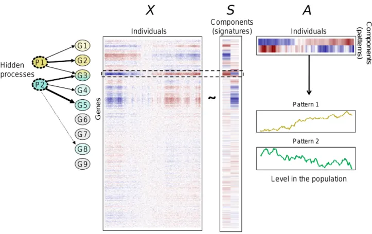 Figure 2 shows the analysis workflow. After normalization of raw expression data, filtering of undetected probes and removal of outlier samples by multi-dimensional scaling (MDS) analysis (Figures S1, S2, S3, S4), singular value decomposition (SVD) was use