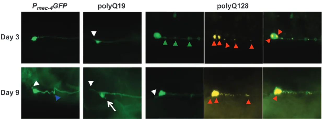 Figure 1. Representative images of morphological changes in touch receptor ALM neurons in P mec-4 GFP, polyQ19 and polyQ128 animals at young and old ages