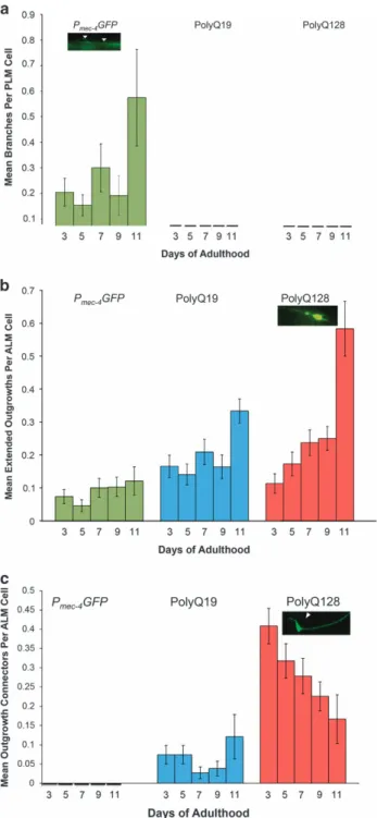Figure 2. Neuronal aberrations in P mec-4 GFP, polyQ19 and polyQ128 neurons across the lifespan