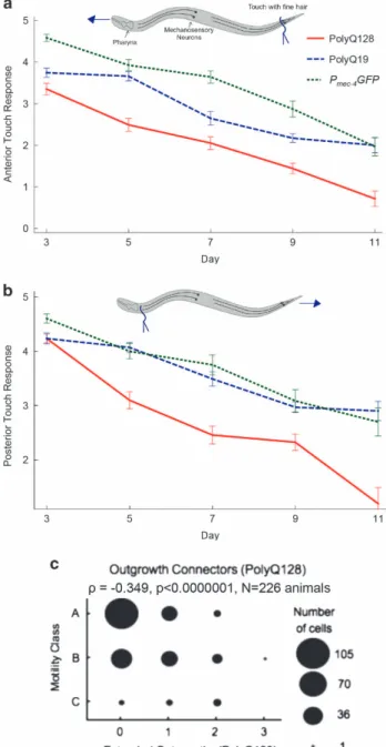 Figure 3. Gentle touch response across the lifespan in P mec-4 GFP, polyQ19 and polyQ128 animals
