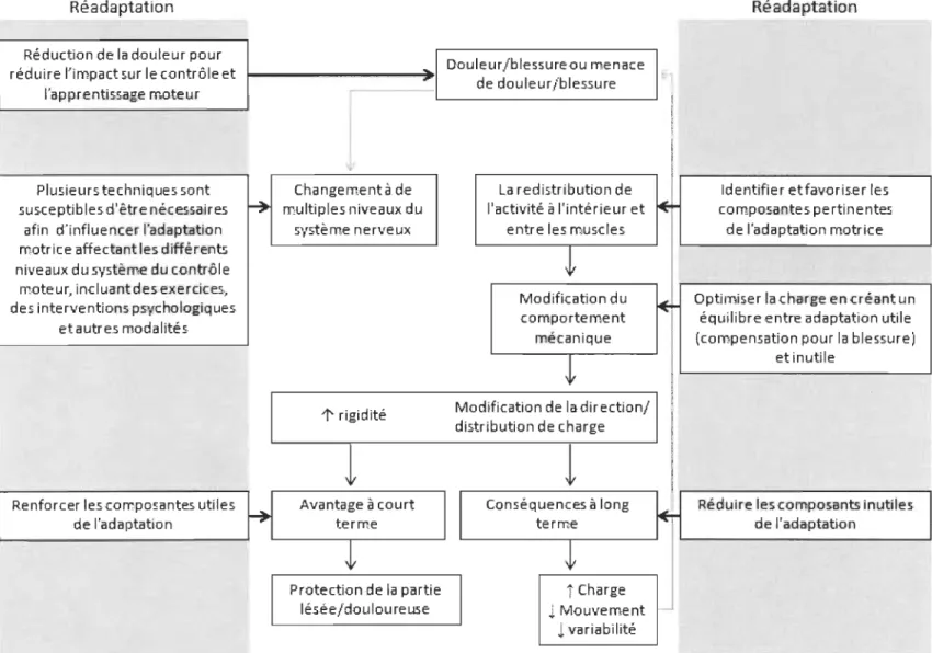 Figure 3.  Modèle présentant une nouvelle théorie de l'adaptation motrice face  à  la  douleur et les implications pour la  réadaptation  (Version traduite tirée de  Hodges 2011)