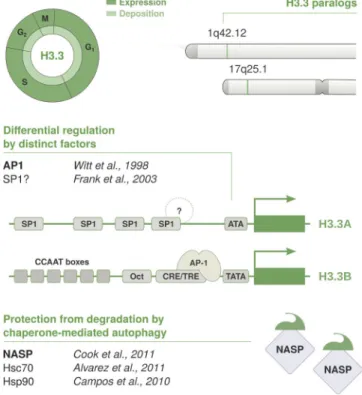 Figure 5. Cell cycle timing and regulation of the replacement variant  H3.3. The non-replicative variant H3.3 is deposited throughout the cell cycle  by HIRA at regions of high turnover, such as regulatory sites and transcribed  regions