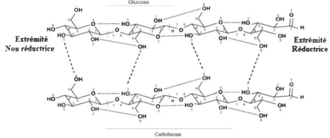Figure 1.1  Structure de  la chaîne de cellulose. 