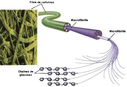 Figure 1.2  Structure d' une fibre  de cellulose. 