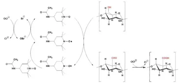Figure 1.7  Mécanisme  d' oxydation  de  la  cellulose  par  le  système  TEMPO  - NaBr  - -NaOCI