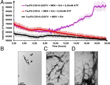 Fig. 2. Destabilizing the turn by the G207V mutation combined with ERK2- ERK2-mediated phosphorylation leads to aggregation of the TauF8 fragment.