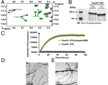 Fig. 5. The 3P-AT8 motif alone is sufficient to drive aggregation. (A) Region of the 1 H- 15 N HSQC spectrum of RBE phosphorylated Tau441-AT8