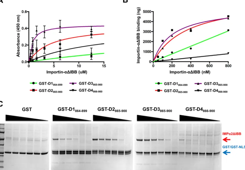 Fig 4. Characterization of the binding of DENV1-4 NS5 residues 865 – 900 to Imp α . (A) After pre-incubation of glutathione coated plate with GST-NLS fusion protein, 2-fold serially diluted of Imp α (starting from 12.5 μ M) was added