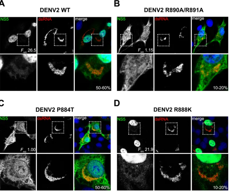 Fig 8. Polyphenotypic distribution of NS5 and dsRNA in wild type and mutant DENV in transfected cells