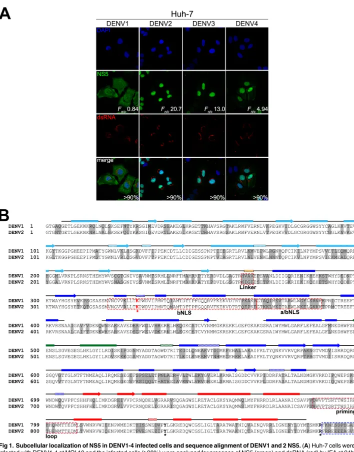 Fig 1. Subcellular localization of NS5 in DENV1-4 infected cells and sequence alignment of DENV1 and 2 NS5