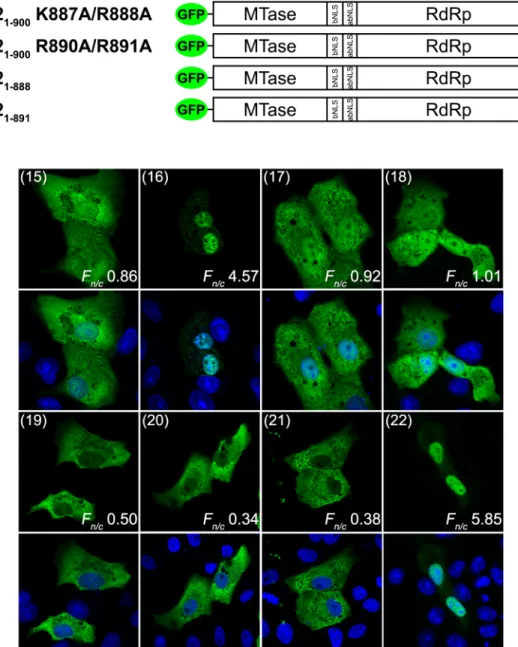 Fig 3. DENV1 and 2 NS5 C-terminal residues 883 – 900 confer differential sub-cellular localization