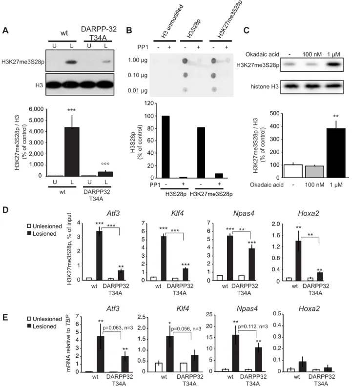 Figure 5. L-DOPA induced H3K27me3S28 phosphorylation and gene activation are dependent on a functional PP1 interaction site on DARPP-32