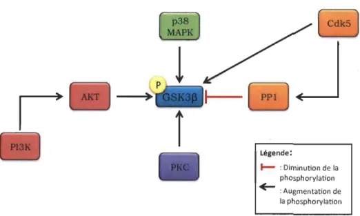 Figure 1.4  La régulation de la protéine kinase GSK3p. 