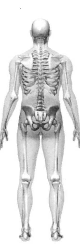 Figure 1.  La lombalgie décrit une douleur se  situant sous  la douzième côte et au- au-dessus du pli  fessier inférieur