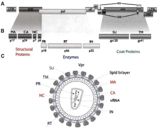 Figure 1.2  Organization of HIV -1  genome and the structure of the virus. 