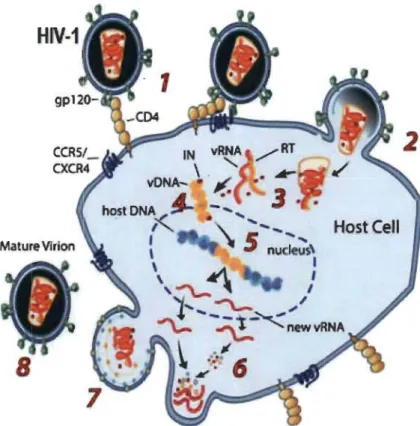 Figure 1.3  mv  -1  repli cation cycle. 