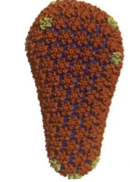 Figure 1.4  Model of HIV -1  capsid core. 