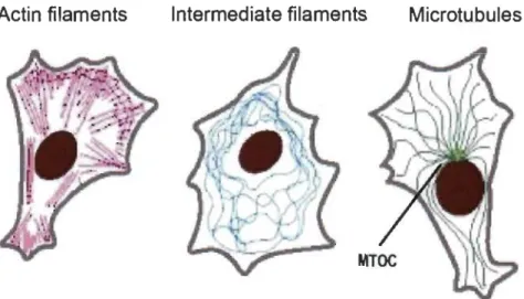 Figure 1.5  Schematic representation of cytoskeletal filaments. 