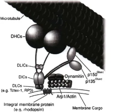 Figure 1.6  The dynein motor complex. 