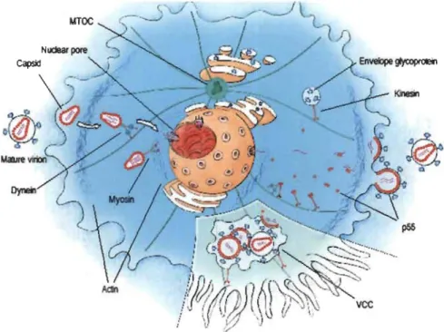 Figure 1.7  Schematic representation ofHIV-l trafficking inside the celle 