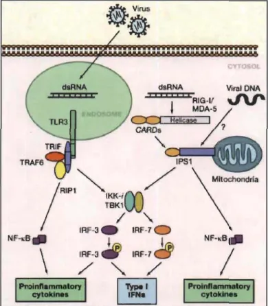 Figure 1.8  Mechanisms of Viral Detection in dendritic cells. 