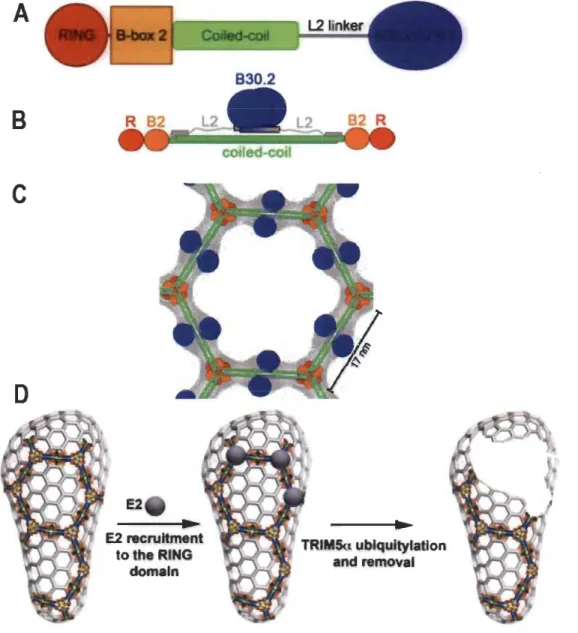 Figure 1.9  Structure of TRIM5a and the current model of its action. 