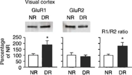 Figure 1.4  CD  250 cP&gt;  200 -cz 150 80 00 cf 50  0  NR  DR  )(  GluA2  o  lJR2  ra  10 NR  O~ 