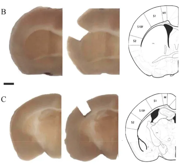 Figure 2.3  - Localisation  et  extraction  des  échantillons  de  tissus  du  cortex  somatosensoriel primaire chez la souris