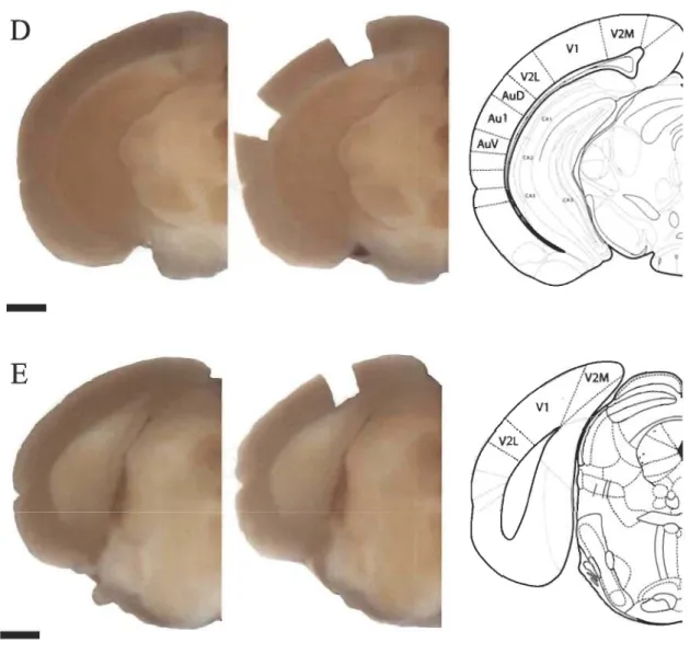 Figure 2.4  Localisation  et  extraction  des  échantillons  de  tissus  des  cortex  visuel  et auditif primaires chez la souris