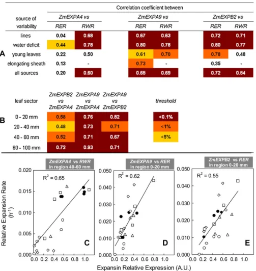 Figure 7. Analysis of correlation between expansin gene expression and relative elongation rate (RER) or relative widening rate (RWR) in maize leaves