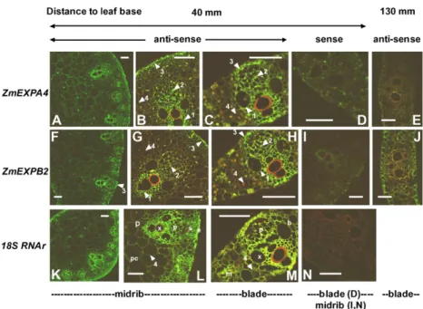 Figure 8. Localization of ZmEXPA4 and ZmEXPB2 expression by in situ hybridization at the base of a rapidly elongating maize leaf from well-watered plants