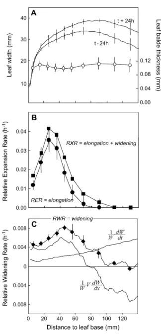 Figure 1. Spatial distributions along the maize leaf base of leaf thickness, width, relative elongation rate (RER), and relative widening rate (RWR) and their sum (RXR)