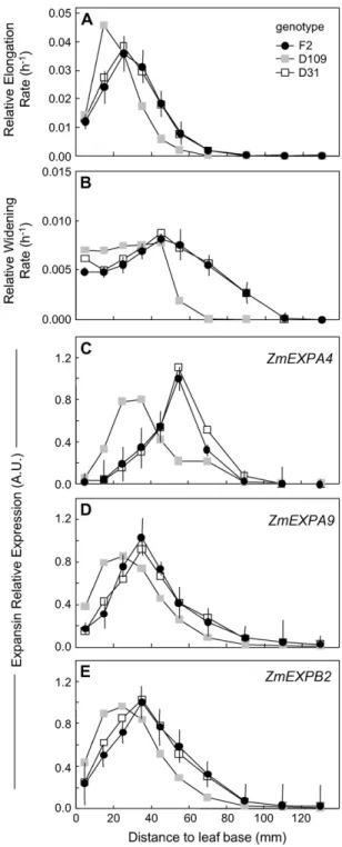 Figure 2. Comparison of spatial distributions of relative elongation rate (A) and relative widening rate (B) and of expressions of three expansin genes (C, D, and E for ZmEXPA4, ZmEXPA9, and ZmEXPB2,  respec-tively) at the leaf base of well-watered plants 