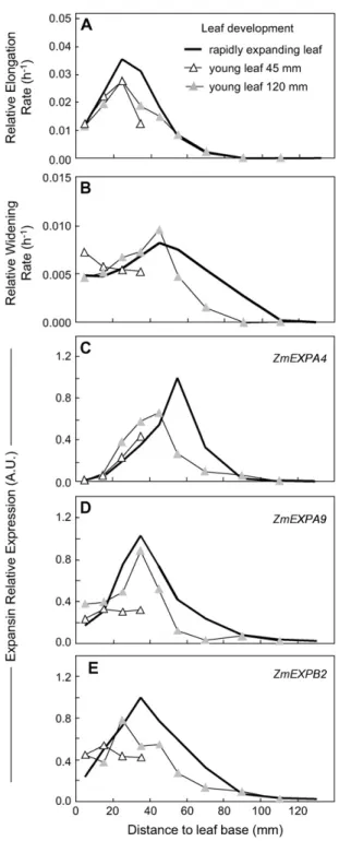 Figure 4. Comparison of spatial distributions of relative elongation rate (A) and relative widening rate (B) and of expressions of three expansin genes (C, D, and E for ZmEXPA4, ZmEXPA9, and ZmEXPB2,  respec-tively) at the leaf base of well-watered plants 