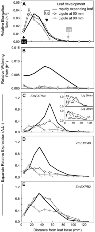Figure 5. Comparison of spatial distributions of relative elongation rate (A) and relative widening rate (B) and of expressions of three expansin genes (C, D, and E for ZmEXPA4, ZmEXPA9, and ZmEXPB2,  respec-tively) at the leaf base of well-watered plants 