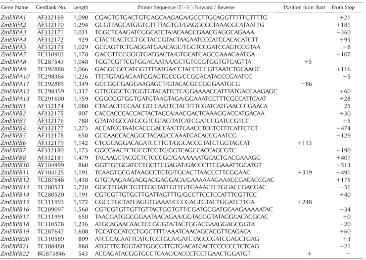 Table I. Primer sets used for gene-specific PCR amplifications of EXPA and EXPB sequences of maize