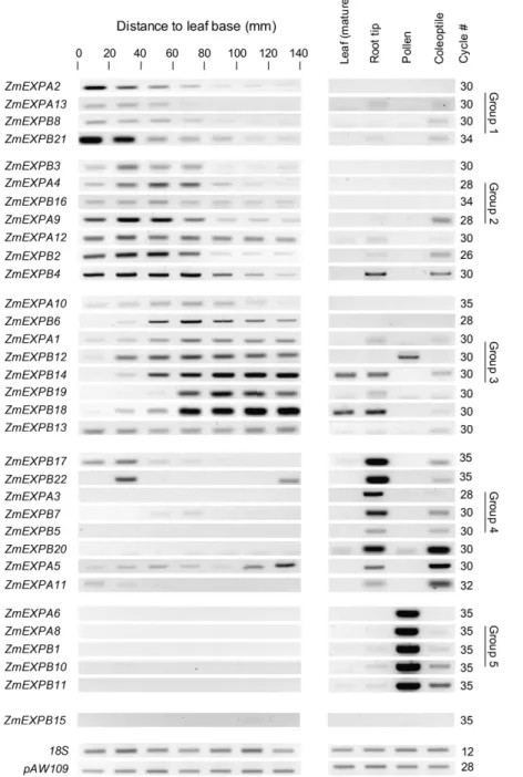 Figure 6. Gel-PCR analysis of the expression of 33 expansin genes along the base of the maize leaf and in different tissues