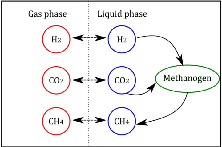 Fig 1. Schematics of the in vitro methanogenesis process by hydrogenotrophic methanogens