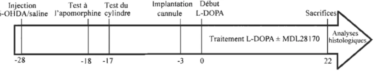 Figure 3.1  Représentation schématique du design expérimental chez le  rat. 
