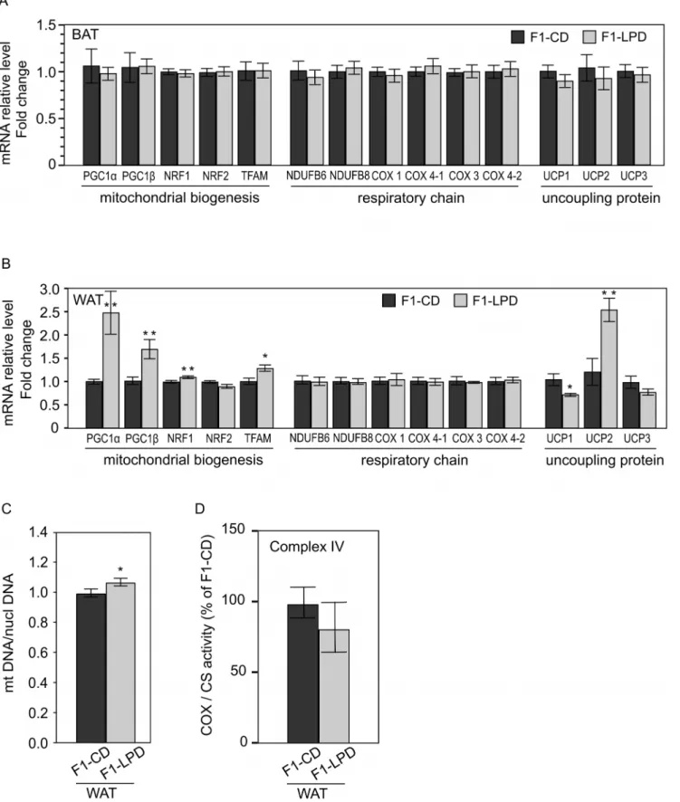 Figure 4. mRNA expression levels in Brown and White Adipose Tissue, Cytochrome C Oxidase and Citrate Synthase Activities and Mitochondrial DNA content in White Adipose Tissue of F1 mice