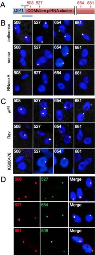 Figure 1. A single focus of COM/flam transcripts in follicle cells.