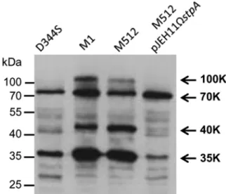 FIG 4 Western blot analysis of phosphoproteins in crude E. faecium extracts.