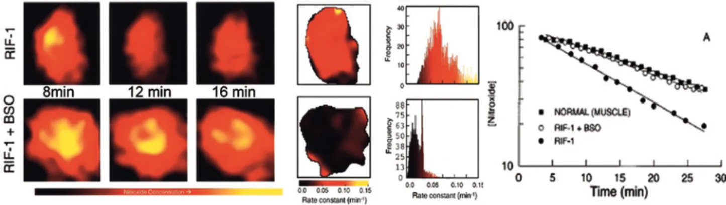 FIG. 6. EPRI of rat brain. Left. The dynamic pattern of selected transversal EPR images of rat head 5 mm posterior to the bregma in the KA-treated and control groups at different times after injection of PCAM nitroxide