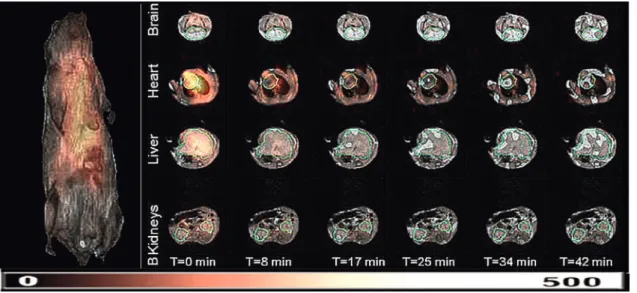 FIG. 8. Renderings of the superimposed 3D EPRI and 3D proton MRI of mice. The color map is for the EPR intensity of the 3CP nitroxide probe distribution