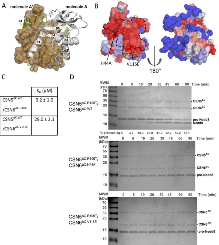 Figure 2. CSN6 DC binds to CSN5 DC . (A) Human CSN6 DC displays a classical MPN fold. The crystallised fragment of human CSN6 contains an MPN core (white ribbon), completed by a C-terminal extension (green ribbon)